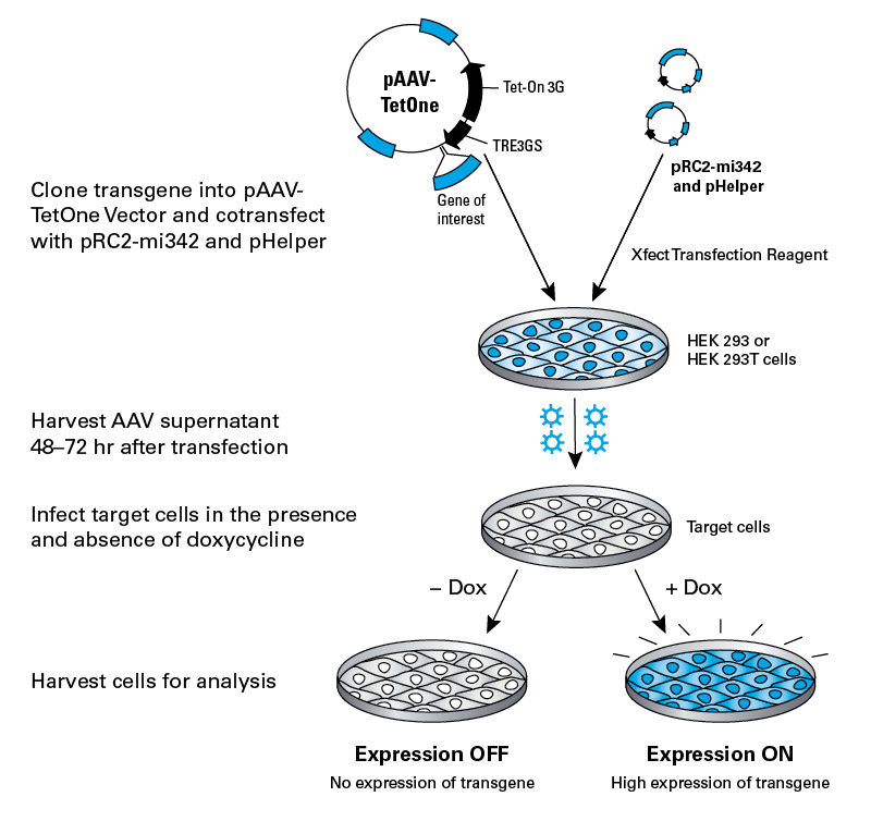 Tetracycline Inducible Expression—Tet-One Systems